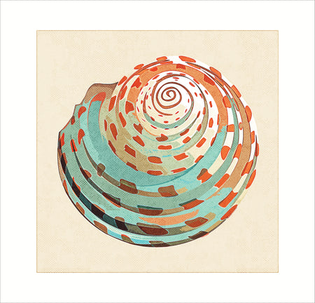 Spiral Shell